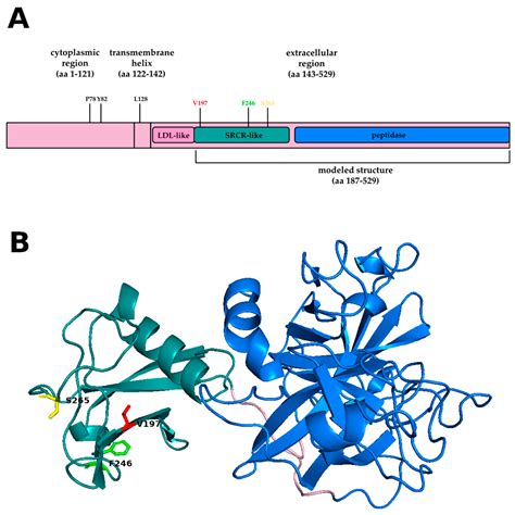 Protective Role of a TMPRSS2 Variant on Severe COVID-19 Outcome in ...
