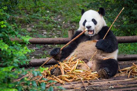 熊猫为什么吃竹子(大熊猫吃竹子不伤胃吗)_环球信息网