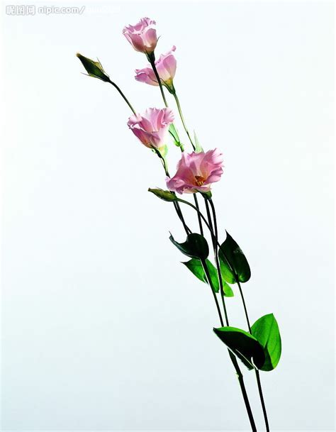精品花卉系列-鲜花朵朵摄影图__花草_生物世界_摄影图库_昵图网nipic.com