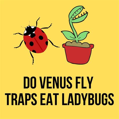 Do Venus Flytraps Eat Ladybugs? Easy Answer 2023 – Gardening For You