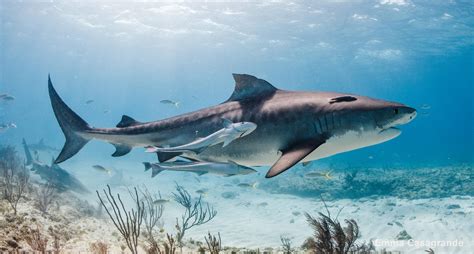 Beautiful Tiger Shark How Tiger Sharks Wearing Cameras Revealed The