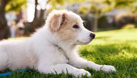 Image result for Most Common Dog Names