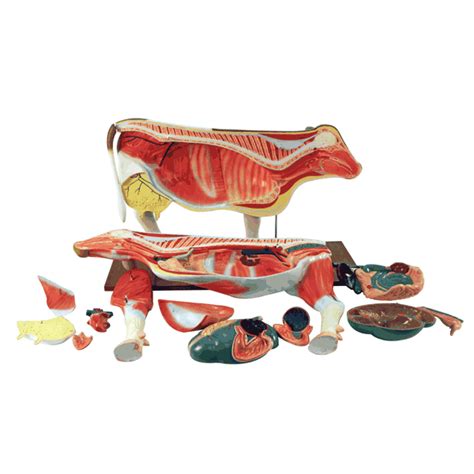 Advanced Model Cow Cattel Form 的图像结果