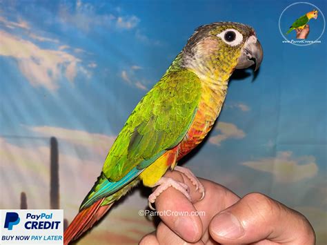 Blue Conure Parrot