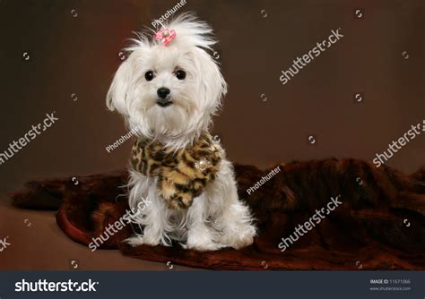 Brown Maltese Dog