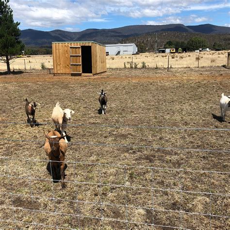WILLOW CREEK MINIATURE GOATS - All You Need to Know BEFORE You Go (with ...