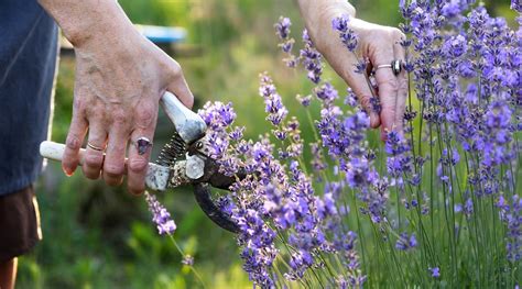 Lavender Pruning Tips 的图像结果