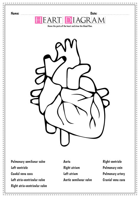 Heart Diagram Worksheet - astra.edu.pl