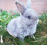 Image result for Cute Baby Rabbit Art