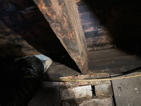 Why Does A Wood Floor Creak at Will Cobb blog