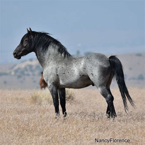 Buckskin Roan Horse