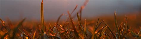Download wallpaper forest, grass, the sun, macro, rays, sunset ...