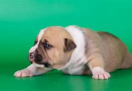 Image result for Fluffy Dog Fat Cute