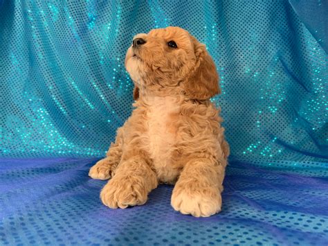 F1b and F1 Cockapoos Available, Professional Iowa Breeders With All Colors