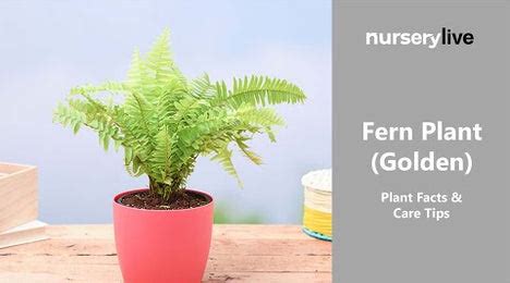Buy Nephrolepis exaltata aurea, Golden Fern, Pivla Fern - Plant online ...