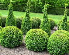 Image result for Landscaping Shrubs Pictures with Names