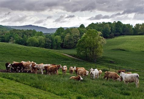 Herd of Cow on Green Grass Field · Free Stock Photo