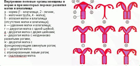 Менструация по заказу: как ускорить приход месячных или отдалить их ...