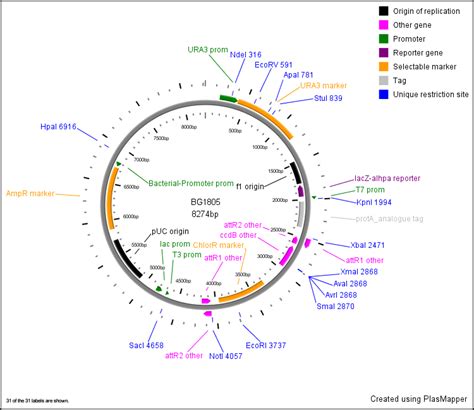 Pcambgfp Vector Map 的图像结果