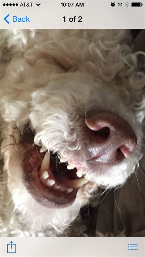 Image result for Cockapoo Puppy Bath