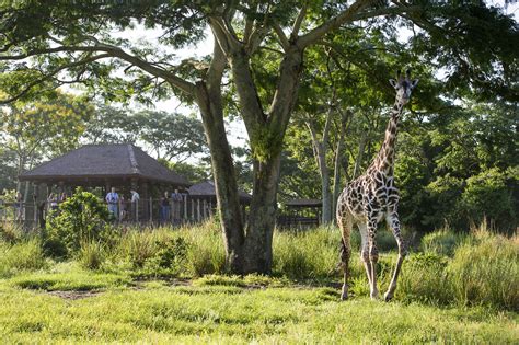 Savor The Savanna: An Evening Safari Experience At Disney’s Animal ...
