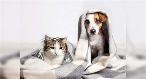 Pet Allergies: Simple ways to deal with pet allergies - Misskyra.com