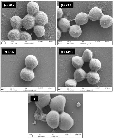 Analysis of Cellular Damage Resulting from Exposure of Bacteria to ...