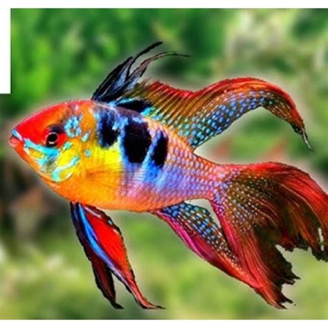 Living Colours Aqua