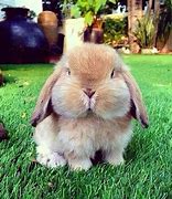 Image result for Cute Fluffy Bunny Pictures