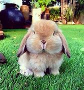 Image result for Fluffy Hair Bunnies