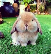 Image result for Sewn Fluffy Bunny