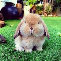 Image result for Cute Fluffy Bunny