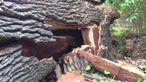 Image result for Exploding Tree Prank