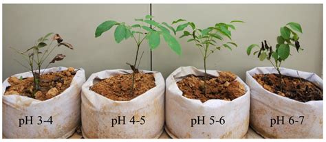 Transcriptome Analysis of Acid-Responsive Genes and Pathways Involved ...