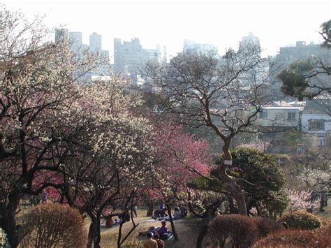 2月の小石川植物園、もうすぐ紅梅・白梅が賑わう: 団塊人の散歩道