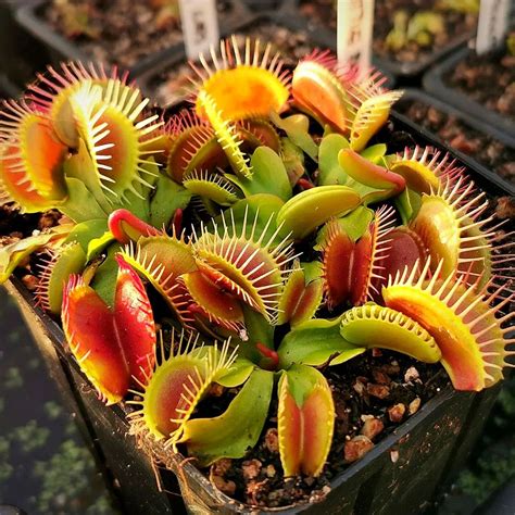 Venus Fly Trap Venus Flytrap Red Dragon (Dionaea Muscipula, Akai Ryu)