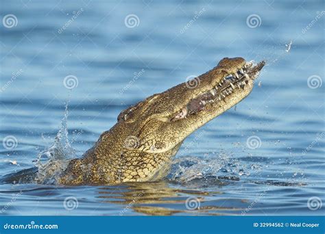 Crocodiles Eating Fish