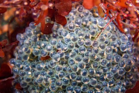 Fish Eggs – ktuli photography
