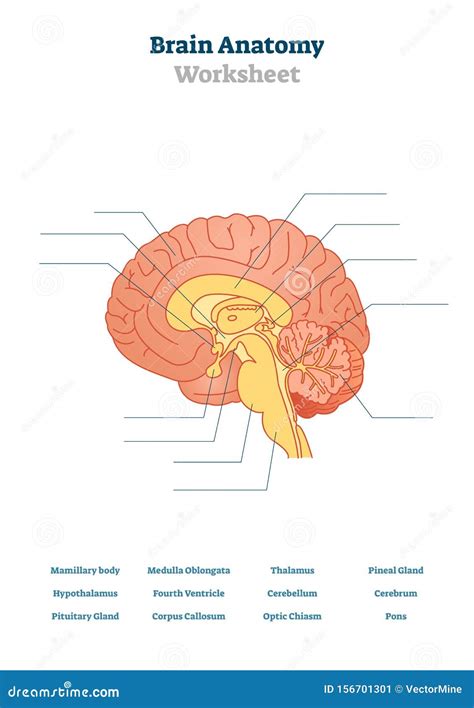 Human Brain Diagram Blank