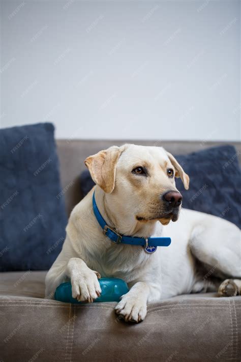 Are Labrador Retrievers Good Apartment Dogs