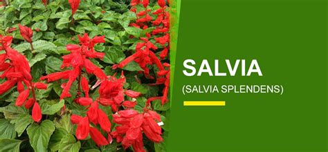 Salvia Online India | Buy Salvia Flower - Garden World