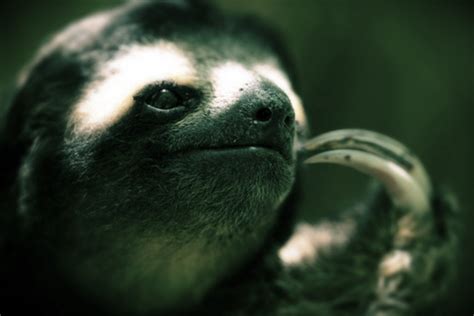 The Three-Toed Sloth | Facts | Photos | Videos | Gifs