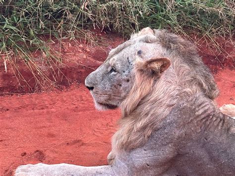 SOGNANDO SAFARI KENYA CON SAMU (2025) All You Need to Know BEFORE You ...