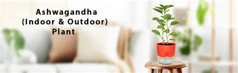 Growkaro Ashwagandha Medicinal live Plant with Green self-watering Pot ...