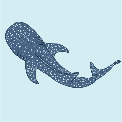 Whale Shark Simple Drawing