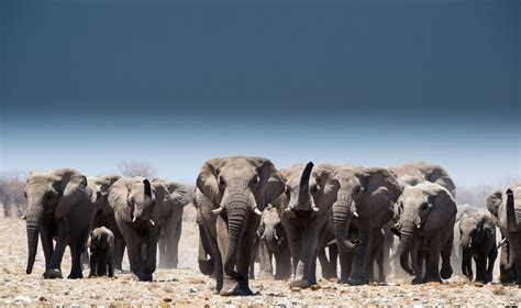 Elephants, Namibia - Group of elephants with males, females and babies ...