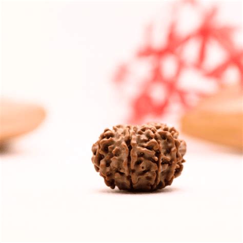 9 Mukhi Nepali Rudraksha - Regular – Adiyogi Rudraksh & Adiyogi Gemstones