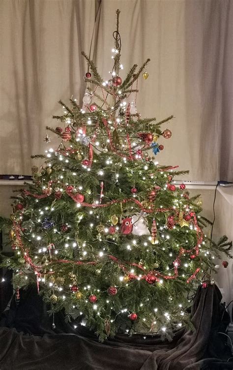 Christmas Real Trees Delivered