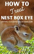 Image result for Show Baby Wild Rabbits Nesting