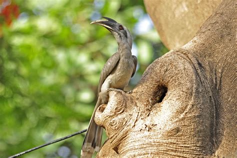 Peeping Inside A Hornbill Home | Nature inFocus